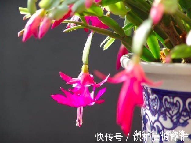 油亮|蟹爪兰浇水,掐准“时间”,不早不晚“刚刚好”,叶片肥厚又油亮