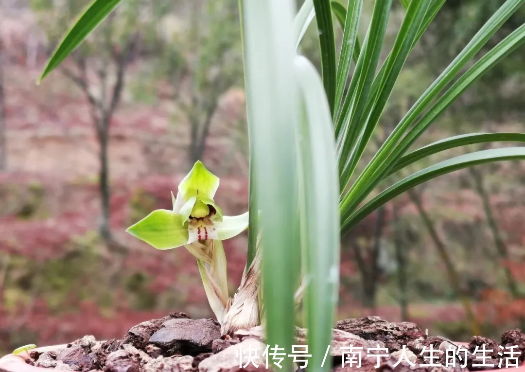 花朵|养春兰最怕什么？黄叶、卷叶、花朵细小，这些都是怎么形成的？