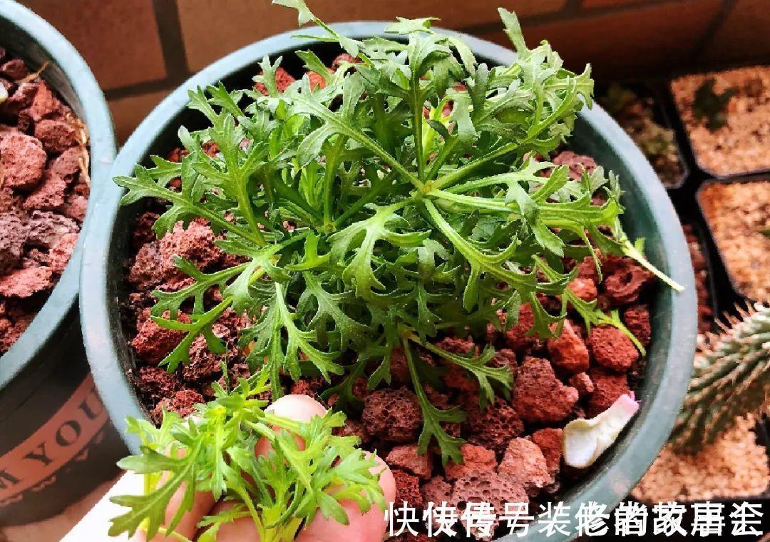 花量|6种花别养老桩,越老越不开花,赶紧扦插备份