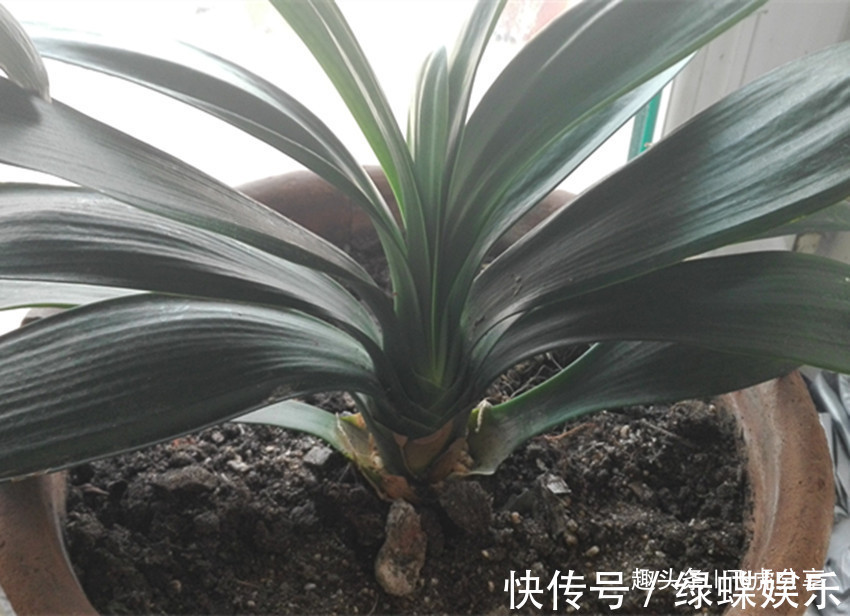 养二十年君子兰一直用此方法,从不烂根,叶片油亮,年年花开