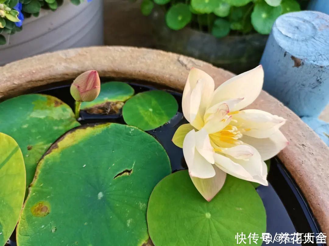 9种花是富贵命，必须大盆养，小盆养会憋死