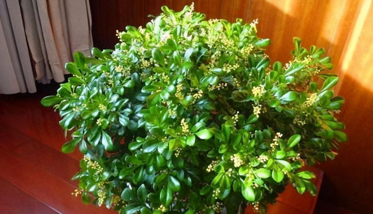 3种花,在北方很多人都“养不活”,可以说养1盆死1盆