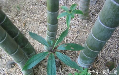 挖掉竹笋，也别伤到它，目前400元一公斤，野生不好找