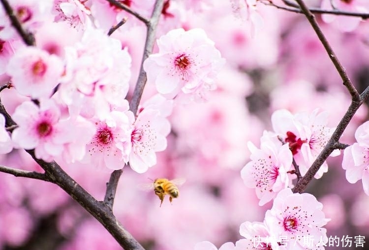 此花自古以来就是代表了好运的花，粉红色的花朵，也是爱情的到来