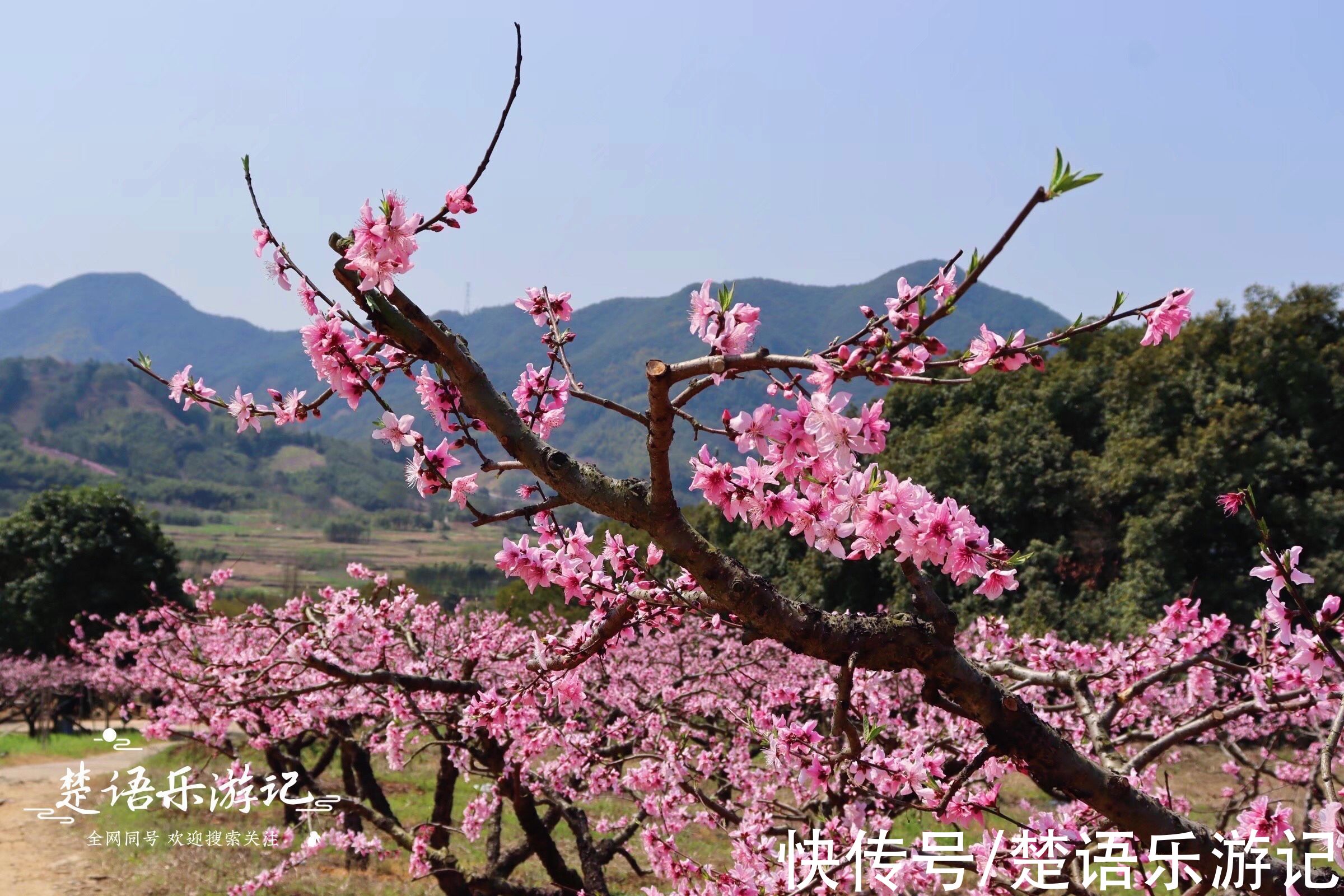 梅花谷|宁波这个古村成为网红村，梅花开时吸引游人无数，桃花盛开更精彩