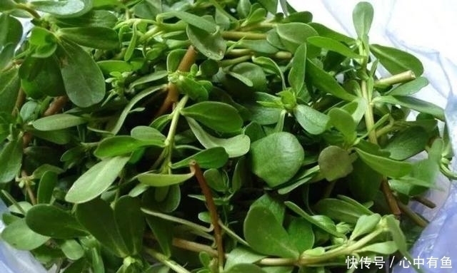 提个醒:见到此野菜,一定要摘回家,好处悄悄来,作用非常大