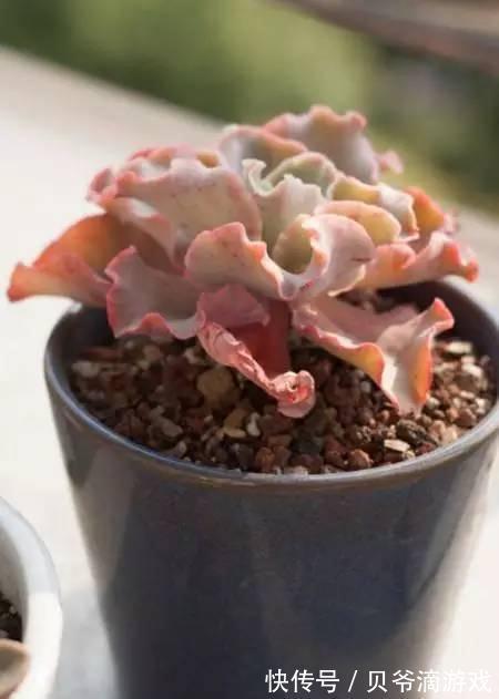 水和光多少是适量,50种常见多肉植物度夏攻略