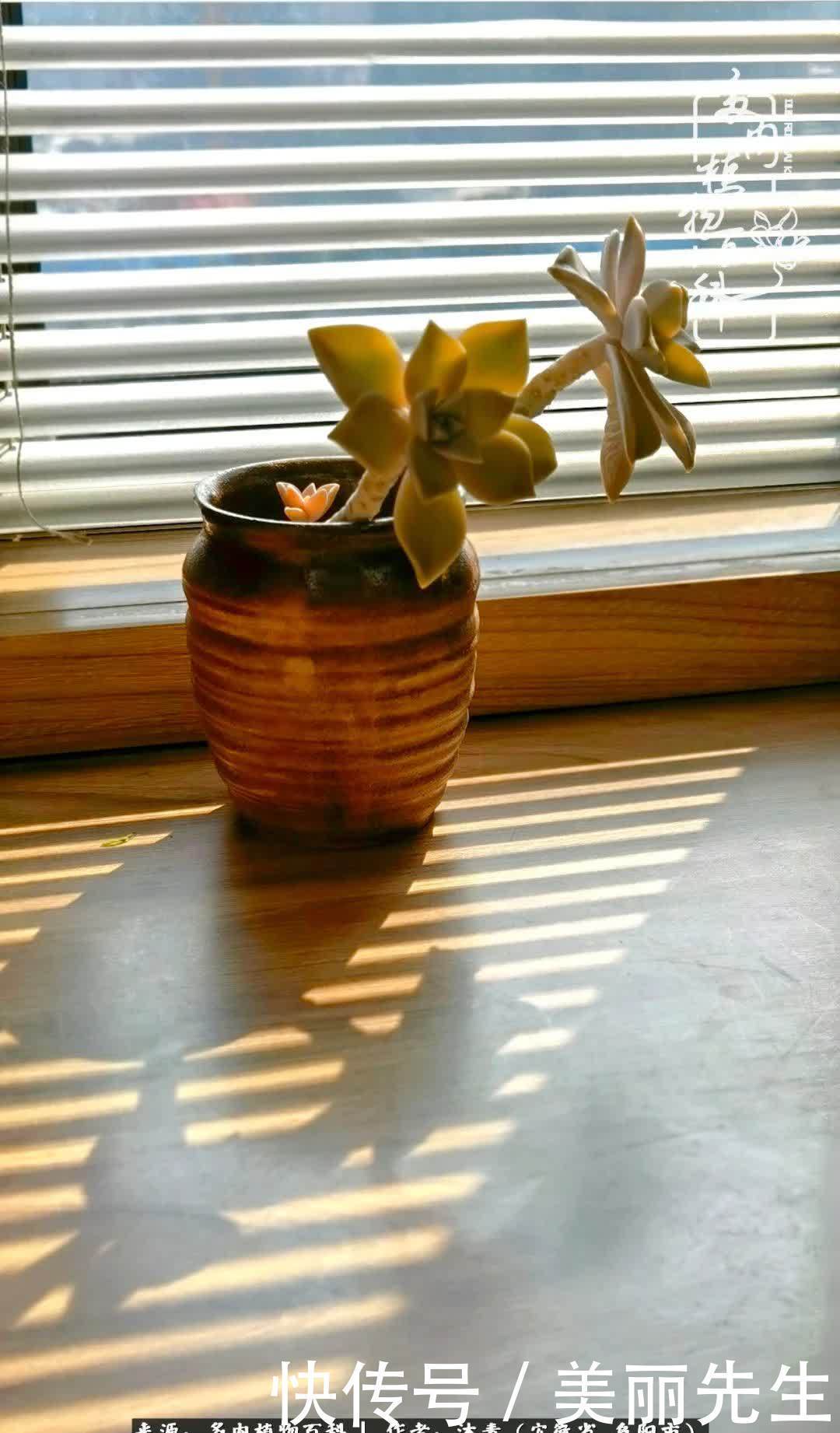 多肉——入了我的时光画卷!