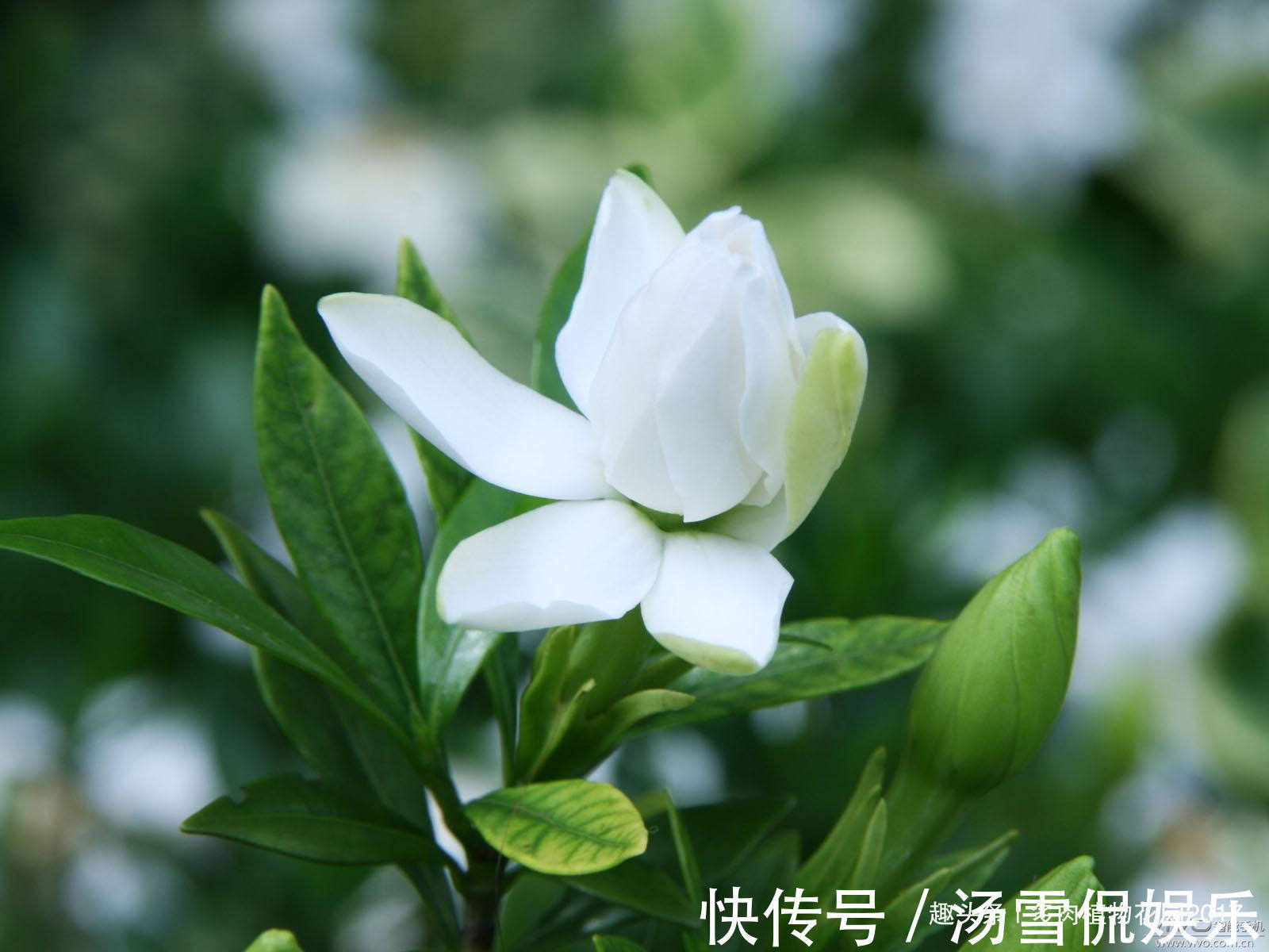黄土|养护栀子花不能用这种土壤，要不然养一盆死掉一盆