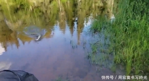 干净|水质干净,从里面钓到不认识的家伙,是黄鳝还是什么不敢取钩