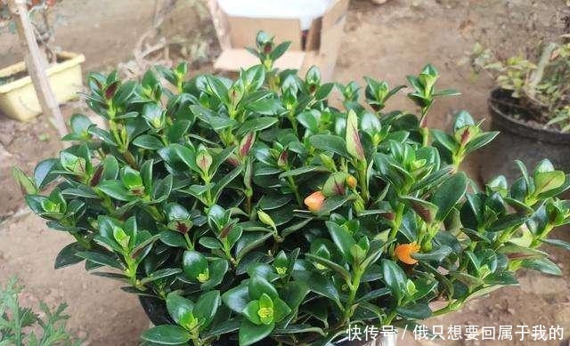 叶片|“干养根,湿养叶”啥意思1个“通用”浇水法,什么花都能养好