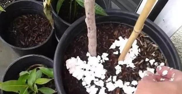 以下东西不要扔了,土里拌一些,养花效果好,改善土壤!