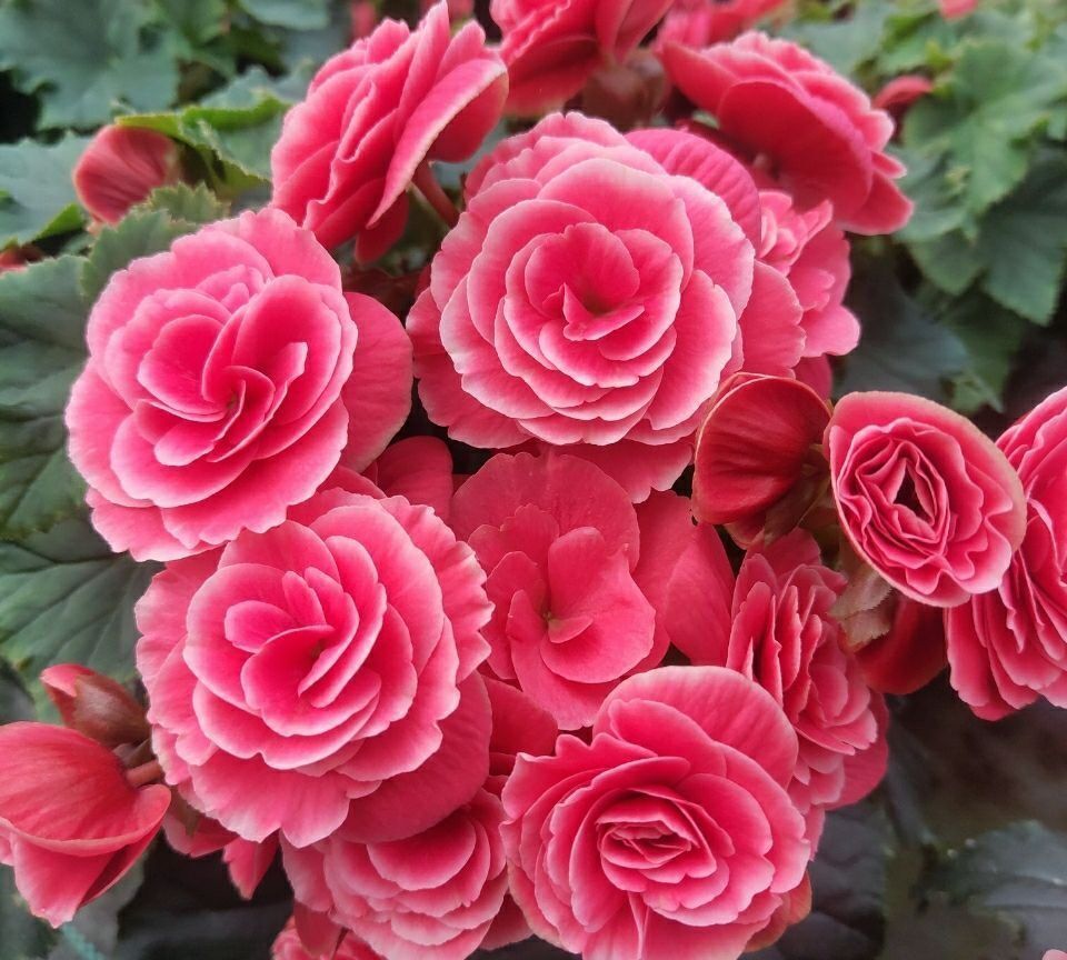 米兰花米兰花|4种年宵花,养起来有难度,干不得,浇不得,十有八九养不好