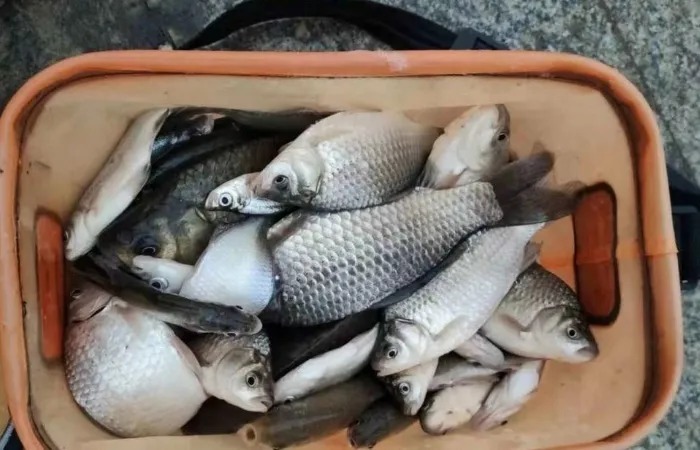 冬钓诱鱼的4个拿手绝活！瞬间开启了狂拉模式