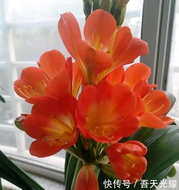 年度十大流行花卉,摆在家里大吉大利,活力无限,还有品味!