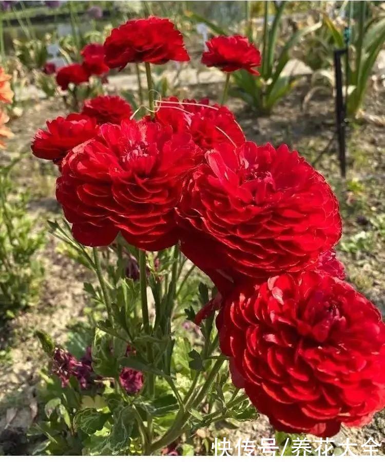 颜值超高|1种花名叫“花毛茛”，开花像是小蝴蝶，颜值超高