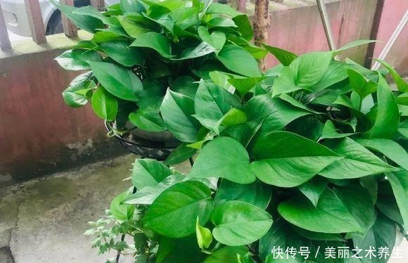 6种耐阴花，养了“不上当”，室内百搭盆栽，摆在角落也爆盆！