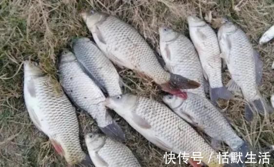 除了蚯蚓还有一种万能饵,用它作钓鲫鲤草一个都别想跑