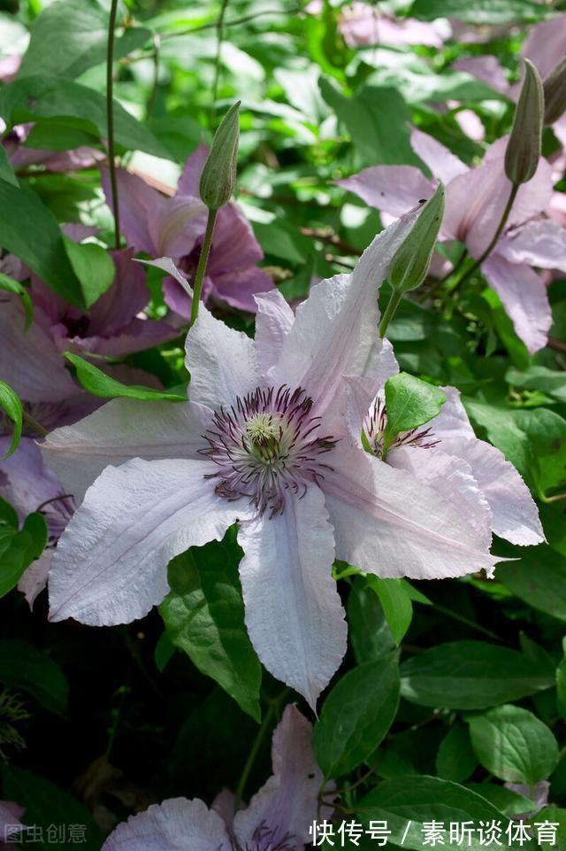 施肥|她养铁线莲,每年早做三件事,从不为开花发愁,今年我要向她学习