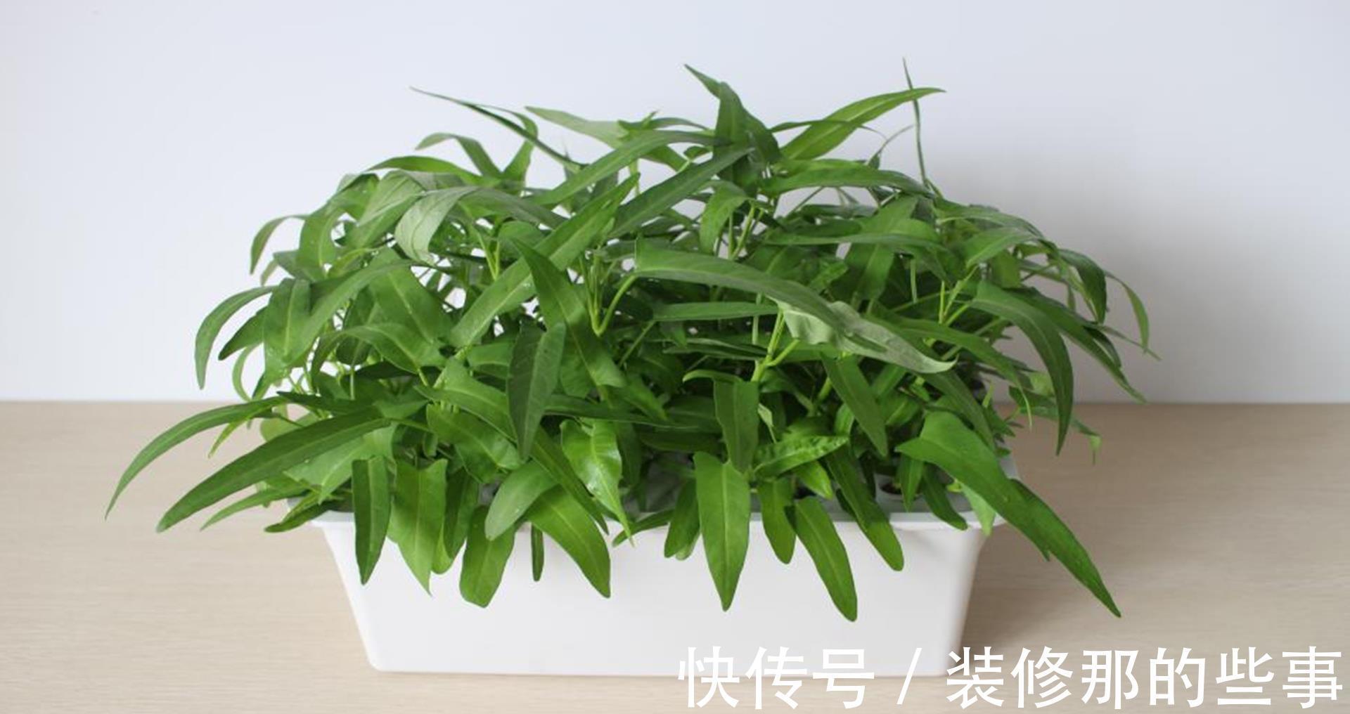 采收|夏季怎么盆栽空心菜？了解几点，长得又快又好，种一盆能吃一夏天
