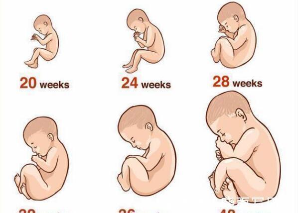 体重|胎儿最后一个“猛涨期”,孕妇有三个表现,抓住对娃有好处