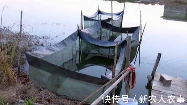 江苏男子的另类“钓鱼不空军”,连青菜也不放过,迟到的正义来了