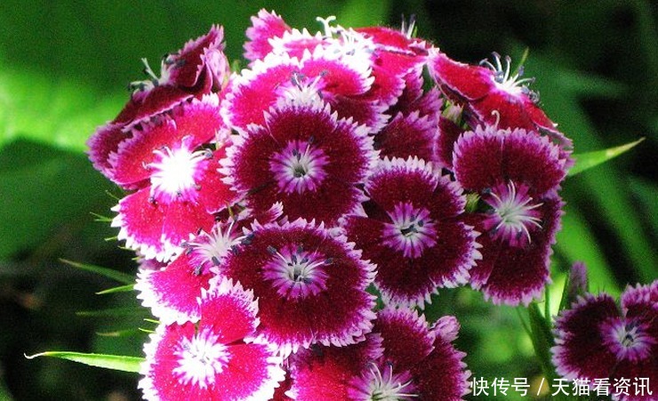 高雅|喜欢上养护漂亮迷人的花卉，就可以选择“高雅多姿”的3种花卉