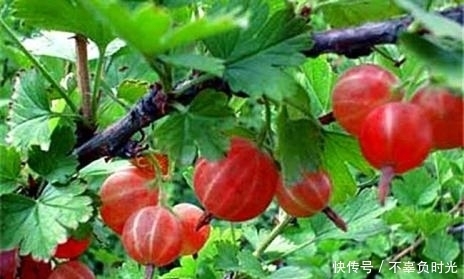 灯笼果|冬天莫错过此野果,每天一把,气血好了,血脂血压也稳定了