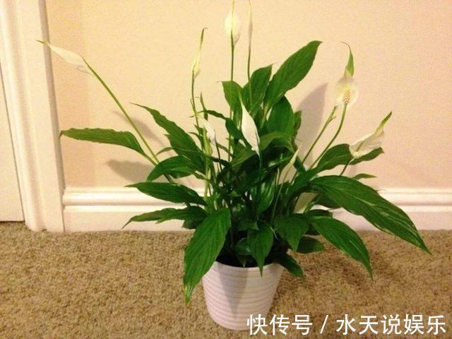 花卉|影响健康的“3种花”,不要养家里,虽然漂亮,但“花旺人不旺”