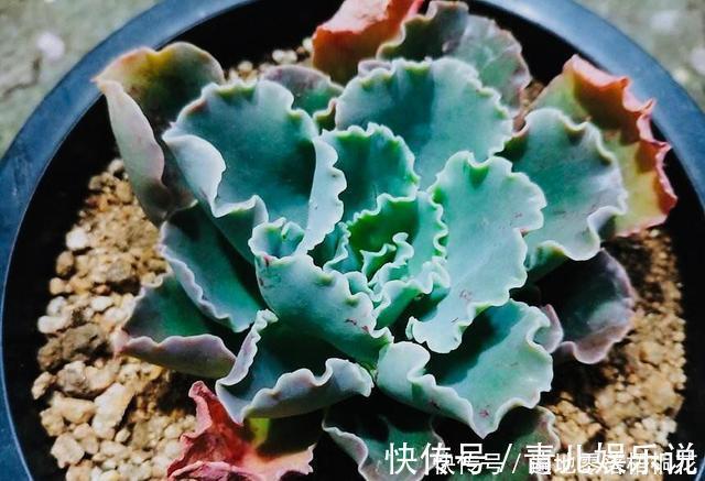 意境|10款意境深远的蓝色系多肉！养成老桩美呆了！越养越爱！