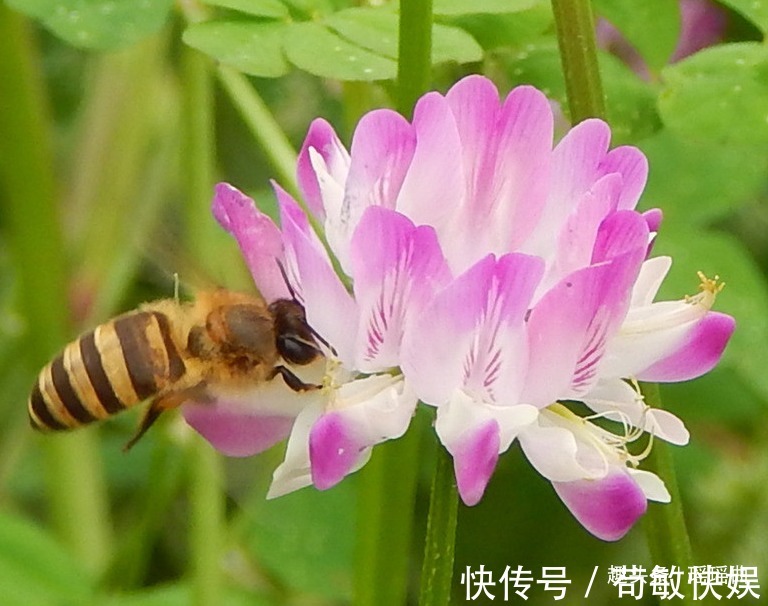 蝴蝶|此花是幸福的象征，状若蝴蝶又如鸡雏，清新自然鲜亮清甜