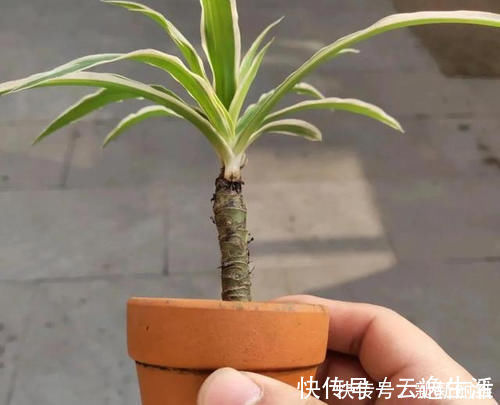 6块钱的吊兰,3年养成老桩,5年变成1棵小树,做好4点就行