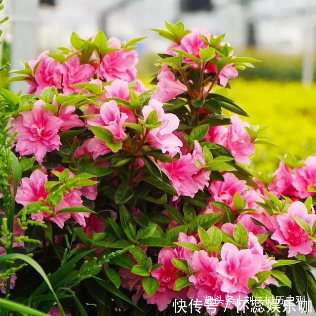 桂花树|“四树进宅,镇宅旺财”,这4种吉祥植物家里一定要有一盆