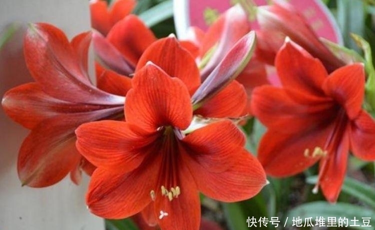 养花就养个花期长的，花大色艳，层层交叠，烂漫迷人眼