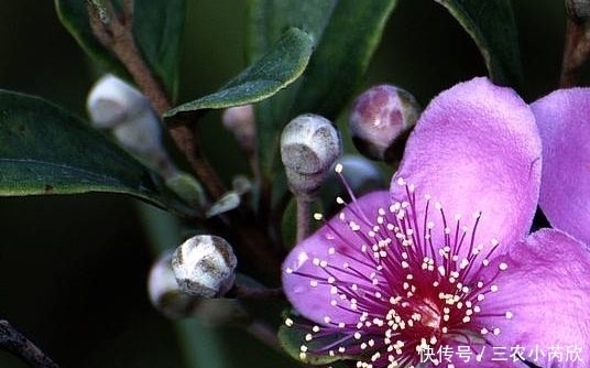 水果|农村称“水果之王”的野果,以前不要钱随便摘,现在才知价值珍贵