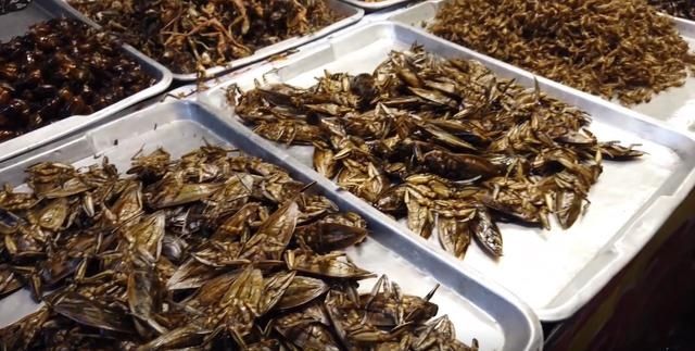 世界各地的昆虫美食小吃，只要够大胆，昆虫肚里咽