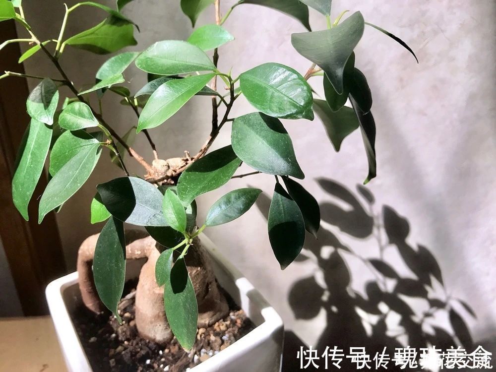 特别适合养成盆景的人参榕,那块状根太“奇葩”,原来是嫁接的