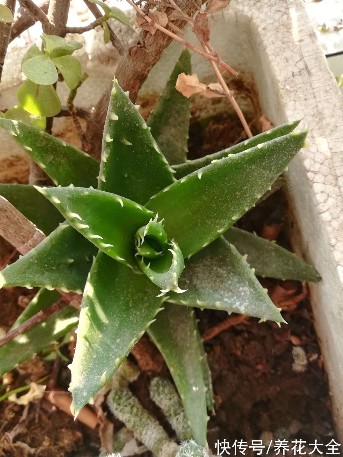 涂抹|喜欢养花的女人,最好养盆芦荟,美容养生特别养人