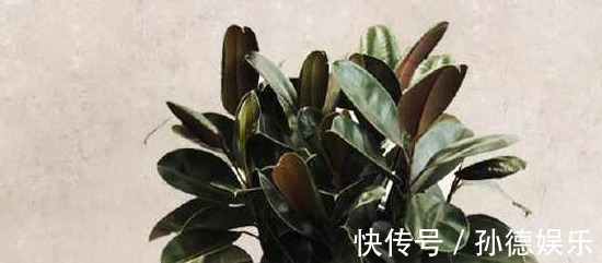 细数那些超耐阴的花,光照少长满屋,懒人大爱