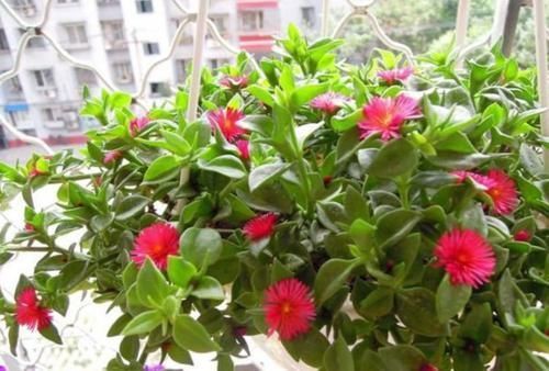 种花|新手就养4种花,好养易爆盆,养上一盆四季欣赏,好养活还不贵