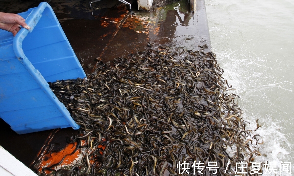泥鳅打窝没任何害处,全是编的瞎话?钓友:泥鳅党三天能毁一条河