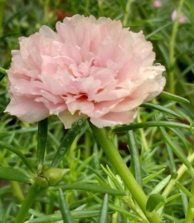 太阳花怎么过冬?用一种方法,顺利过冬,来年开花更多更美