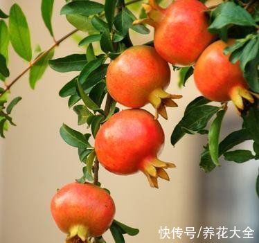 三多|3种植物养家里，有福多、寿多、子多好兆头，从古至今都流行