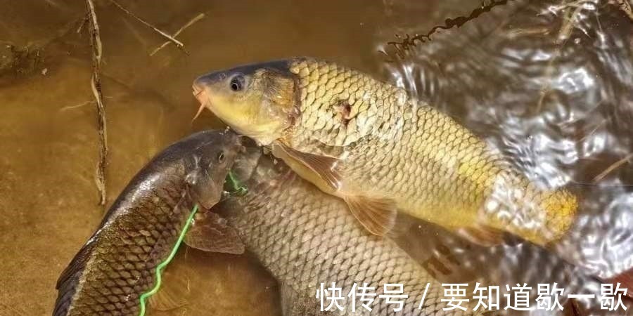 窝料|早就听说这鲤鱼钓法百试不爽,用过才后悔知道晚了!