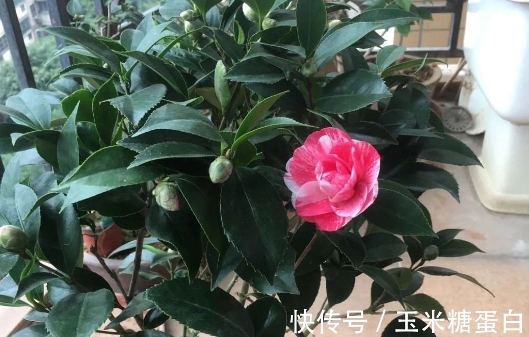 开花|很多人觉得盆栽茶花难养，没法开花，多做2步，迎刃而解