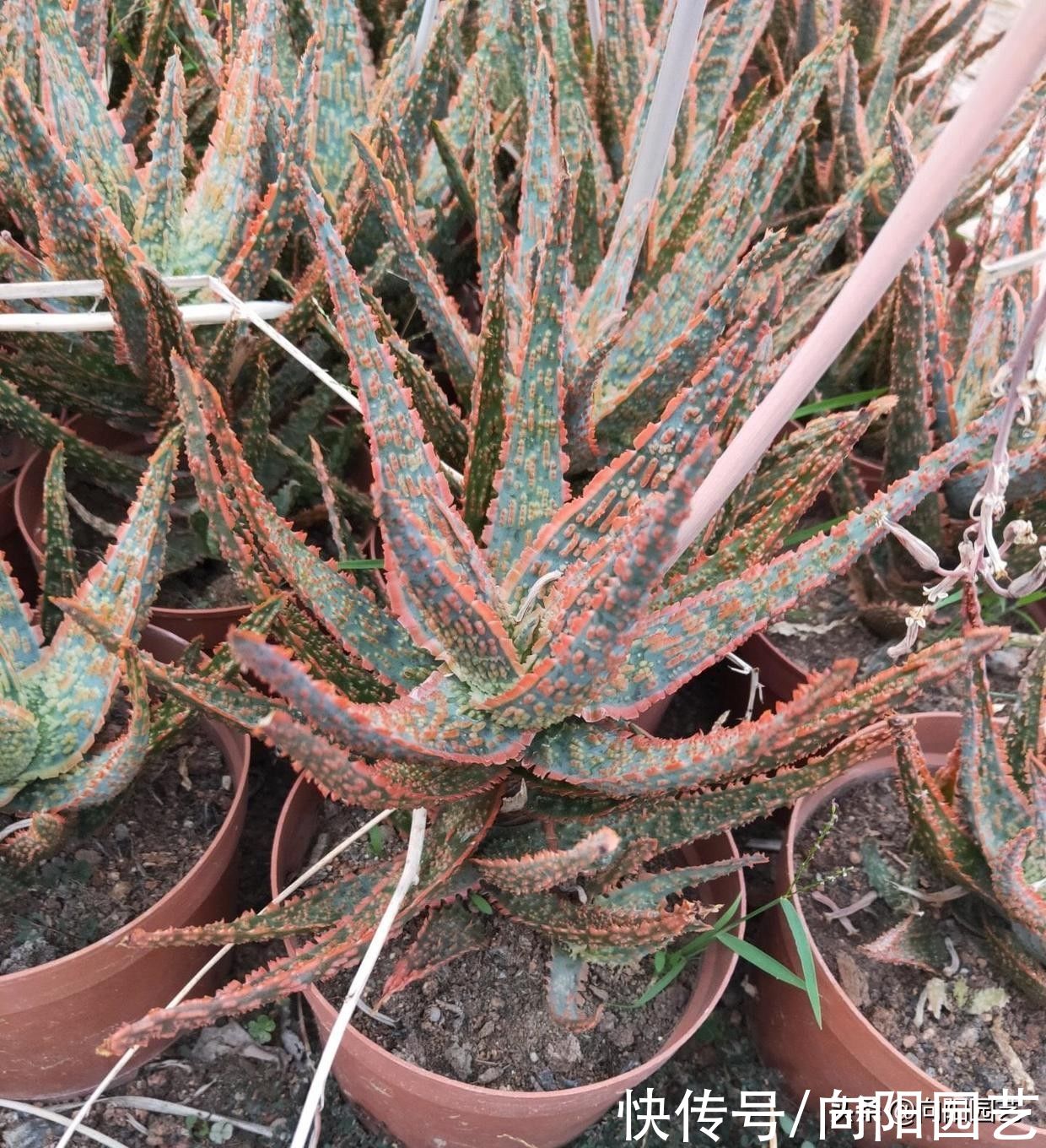 带花纹的圣诞芦荟，最好养的多肉，随意浇水，不挑环境很好养