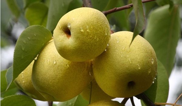 日常|日常多吃这3种水果或有助于青少年成长宝妈们收藏起来