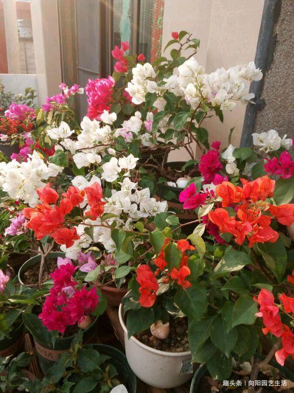 三角梅正育芽,赶紧追加“有机肥”,做好“2步”,强势爆开花