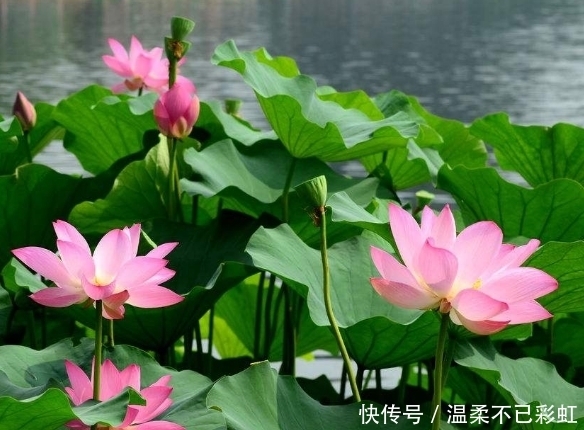 月份|算命的说,11月份这3生肖日进斗金,行大运,挣大钱