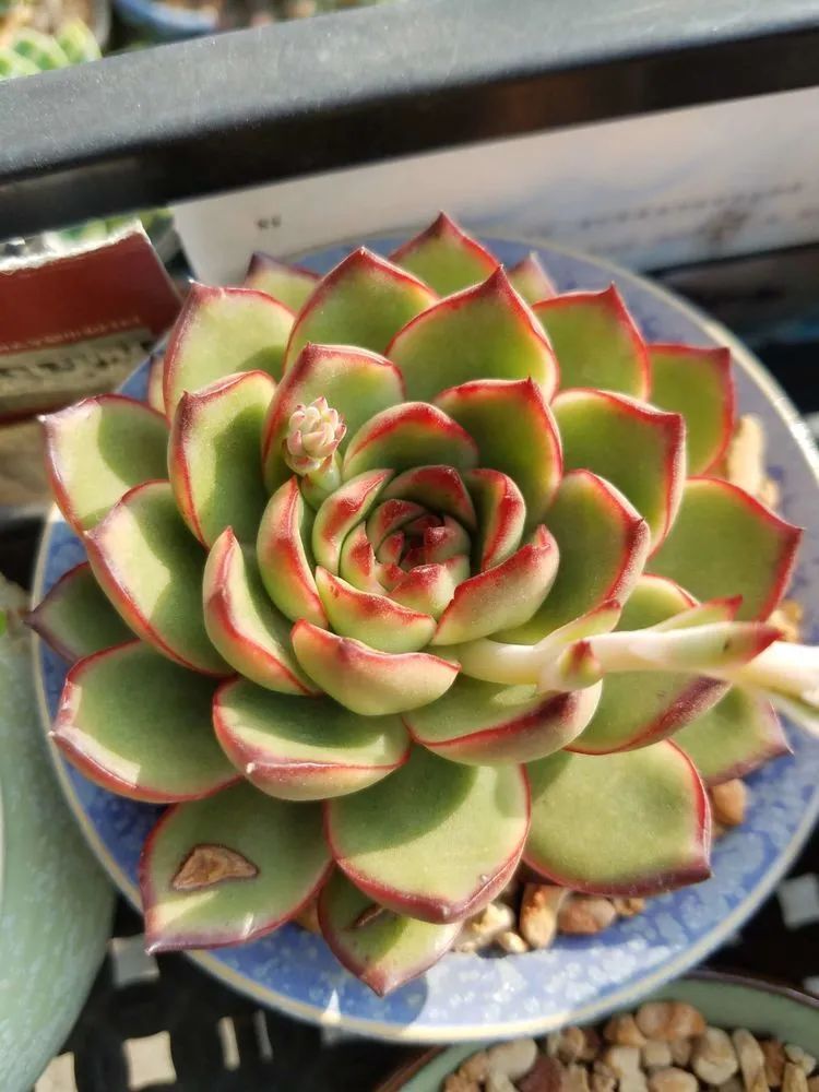 养肉三年，分享养肉经验，谈谈适合逆开挂区的多肉！